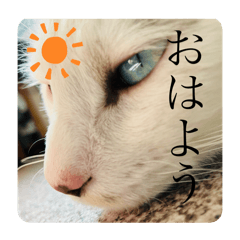 [LINEスタンプ] もふらこみるく