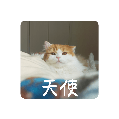 [LINEスタンプ] きぬ #5