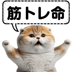 [LINEスタンプ] リアル猫のメッセージスタンプ03の画像（メイン）