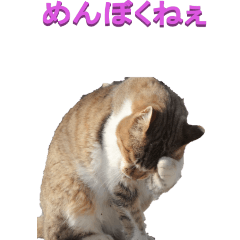 [LINEスタンプ] 江戸っ子な野生猫ーBIGの画像（メイン）