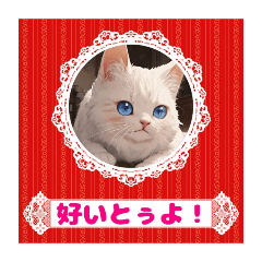 [LINEスタンプ] 猫の博多弁