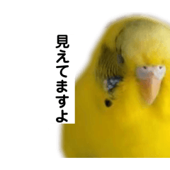 [LINEスタンプ] 鳥と亀とハムスター