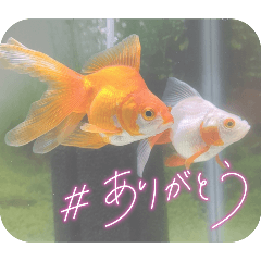 [LINEスタンプ] 金魚のスタンプ☆琉金