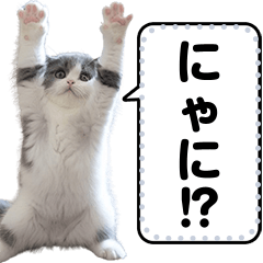 [LINEスタンプ] リアル猫ミームであそぼ【面白い可愛い】の画像（メイン）