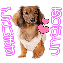 [LINEスタンプ] 竹内家のゆずちゃん