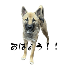 [LINEスタンプ] 雑種犬どひゃまる