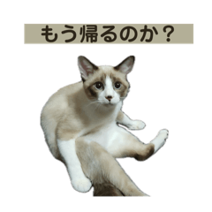 [LINEスタンプ] でぶ猫ナツさん(幼少期〜成猫)