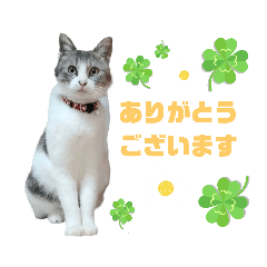 [LINEスタンプ] 猫ぐりにゃん