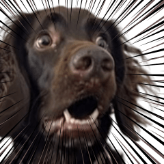 [LINEスタンプ] ⚫犬ミーム【毎日使える32匹セット】の画像（メイン）