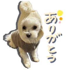 [LINEスタンプ] 今日のつむ