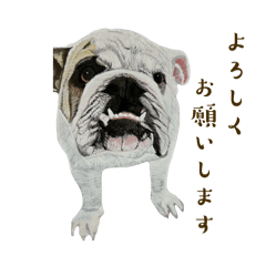 [LINEスタンプ] ブルドッグ ごんすけの毎日使えるスタンプ