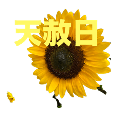 [LINEスタンプ] 向日葵UP⤴️⤴️⤴️:Re