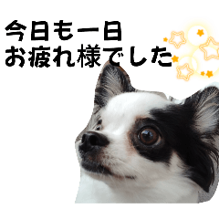 [LINEスタンプ] チワワの麻呂くん♪