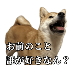 [LINEスタンプ] つくねさん【柴犬】