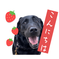 [LINEスタンプ] 黒ラブバスちゃんのご挨拶スタンプ