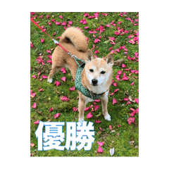 [LINEスタンプ] 春助のスタンプ②