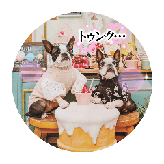 [LINEスタンプ] BOSTONTERRIER LOALIKO DIALY①