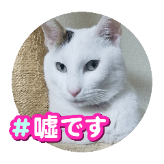 [LINEスタンプ] コタペイ＆さくペイのスタンプ