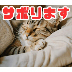 [LINEスタンプ] かわいくリアルな猫