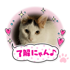 [LINEスタンプ] 箱入り三毛猫うにさん14歳