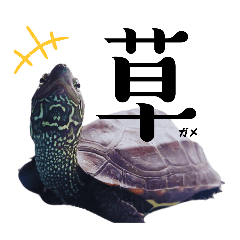 [LINEスタンプ] クサガメ軍曹と猫たちの日常