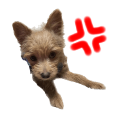 [LINEスタンプ] るのつくいぬたち3