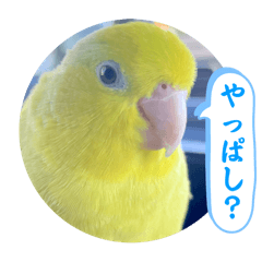 [LINEスタンプ] マメルリハ達16