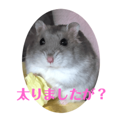 [LINEスタンプ] こーめいきい様