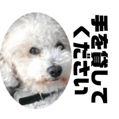 [LINEスタンプ] シニア向けもふもふ犬ビションふあん太君3