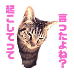 [LINEスタンプ] ギャル猫なめんなの画像（メイン）
