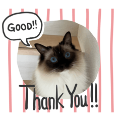 [LINEスタンプ] もこはなスタンプ4