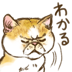 [LINEスタンプ] 気まぐれ猫の日常スタンプ