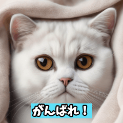 [LINEスタンプ] かわいい猫のご挨拶