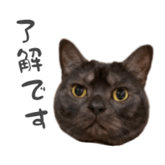 [LINEスタンプ] 毎日使えるシンプル♡敬語黒猫スタンプの画像（メイン）
