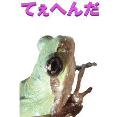 [LINEスタンプ] 江戸っ子なカエルーBIGの画像（メイン）
