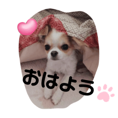 [LINEスタンプ] みーちゃん B