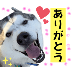 [LINEスタンプ] 毎日使えるシベリアンハスキースタンプ