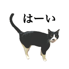 [LINEスタンプ] ハチワレアートふちどり