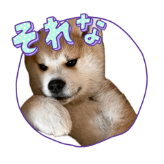 [LINEスタンプ] 秋田犬-迅JIN-じん君の使えることばの画像（メイン）