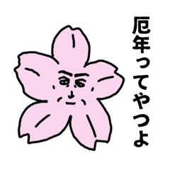 [LINEスタンプ] 桜のおじさん 樹齢42年