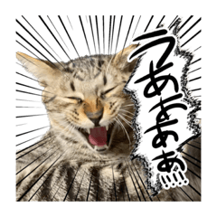 [LINEスタンプ] こねこII