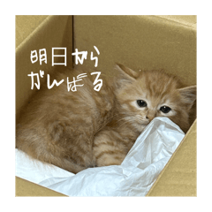 [LINEスタンプ] Aのすたんぷ。