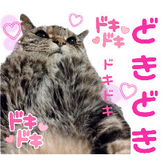 [LINEスタンプ] ねこのとらじ