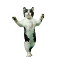 [LINEスタンプ] 動く！踊る猫ミーム！(パート2)の画像（メイン）