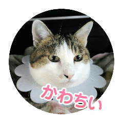 [LINEスタンプ] さくペイのスタンプ