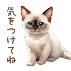 [LINEスタンプ] 水彩 シャム猫 日常で使えるの画像（メイン）