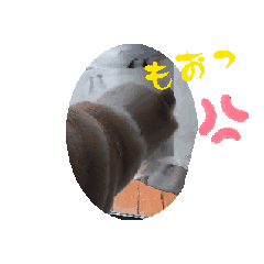 [LINEスタンプ] 白柴犬ふくの動くスタンプ