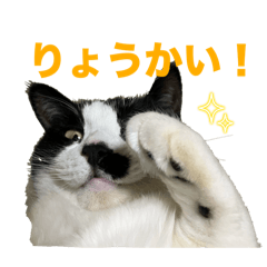 [LINEスタンプ] 3にゃんの日常スタンプ