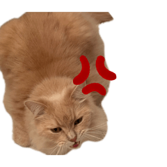 [LINEスタンプ] おっきいもふもふもふの画像（メイン）