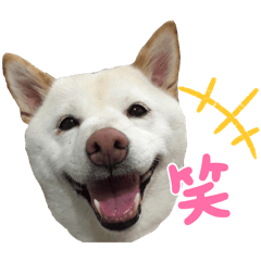 [LINEスタンプ] FiveStar柴犬